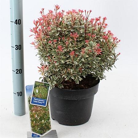 Pieris jap. 'Little Frosty' Pot 5 Liter 30 - 40 cm