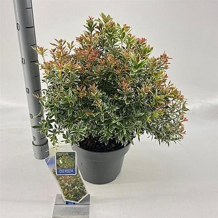 Pieris jap. 'Little Frosty' Pot 5 Liter 30 - 40 cm