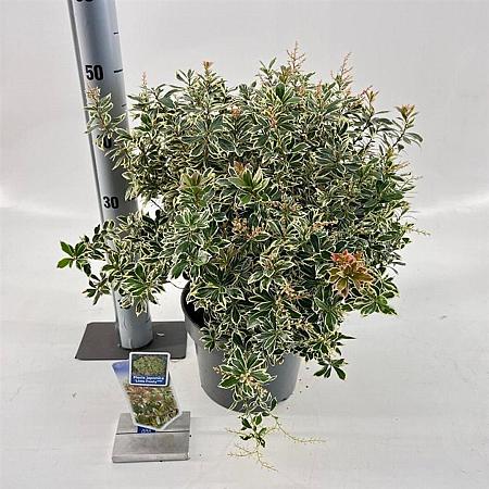 Pieris jap. 'Little Frosty' Pot 5 Liter 30 - 40 cm