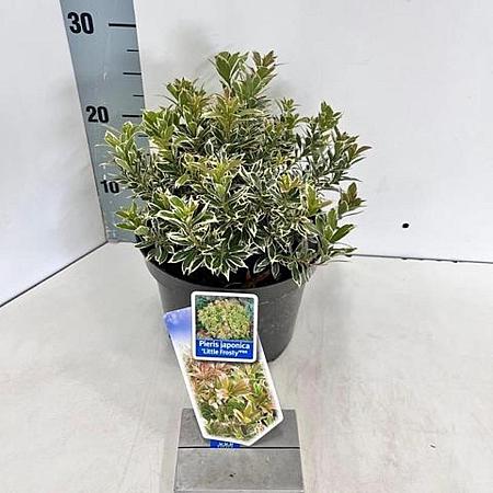 Pieris jap. 'Little Frosty' Pot 3 liter 20-25cm 
