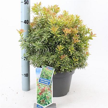 Pieris jap. Little Goldy Pot 5 Liter 30 - 40 cm