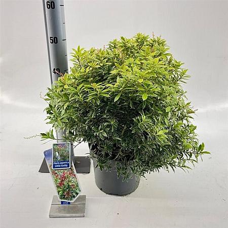 Pieris jap. Little Goldy Pot 5 Liter 30 - 40 cm