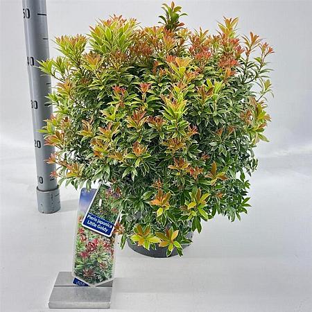 Pieris jap. Little Goldy Pot 5 Liter 30 - 40 cm