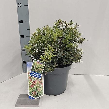 Pieris jap. Little Goldy Pot 5 Liter 30 - 40 cm