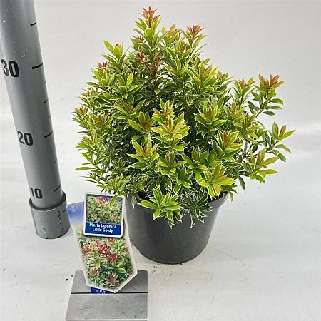 Pieris jap. Little Goldy Pot 3 liter 20-25cm 