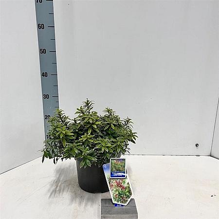 Pieris jap. Little Goldy Pot 3 liter 20-25cm 