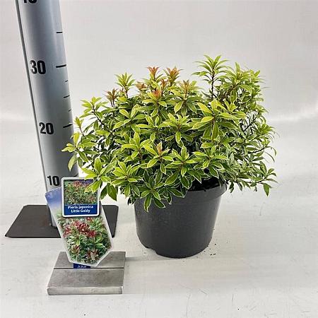 Pieris jap. Little Goldy Pot 3 liter 20-25cm 