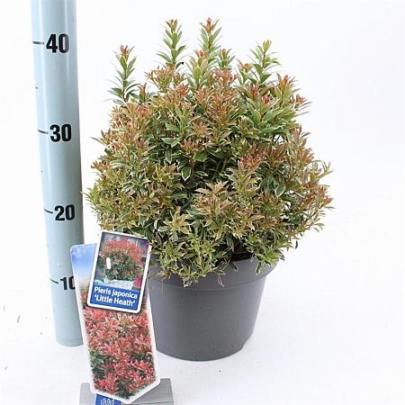 Pieris jap. 'Little Heath' Pot 5 Liter 30 - 40 cm