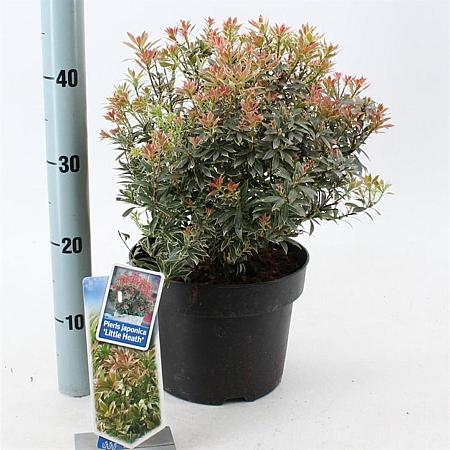 Pieris jap. 'Little Heath' Pot 5 Liter 30 - 40 cm