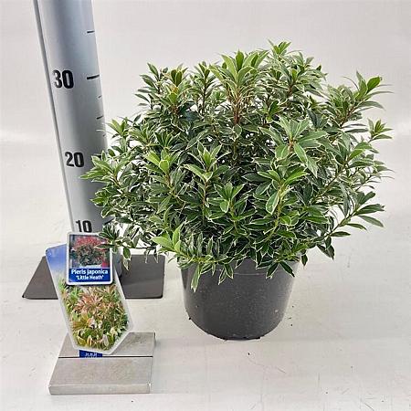 Pieris jap. 'Little Heath' Pot 3 liter 25-30cm