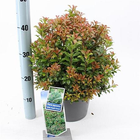 Pieris jap. 'Little Heath Green' Pot 5 Liter 30 - 40 cm