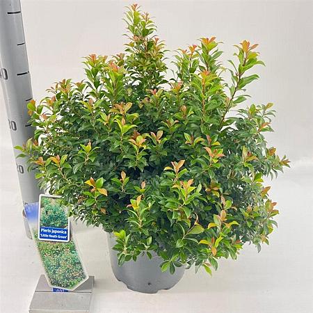 Pieris jap. 'Little Heath Green' Pot 5 Liter 30 - 40 cm