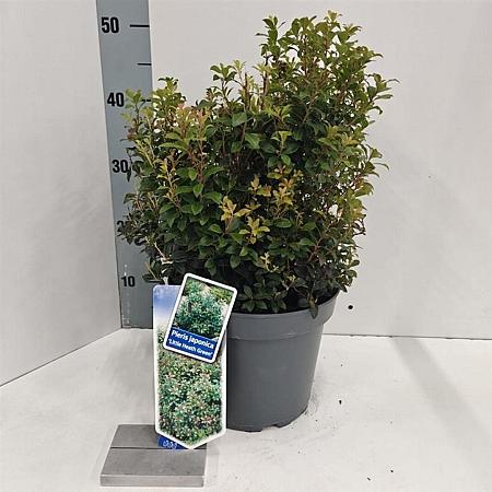 Pieris jap. 'Little Heath Green' Pot 5 Liter 30 - 40 cm