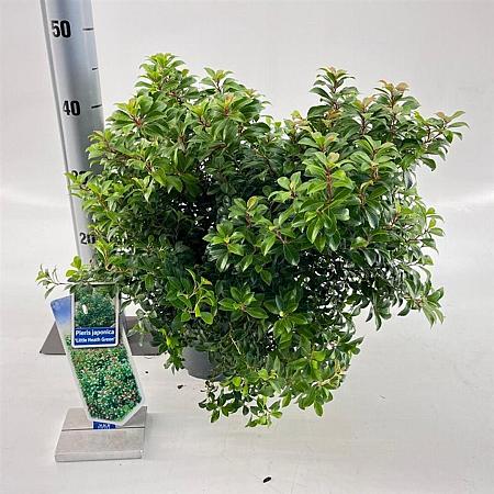 Pieris jap. 'Little Heath Green' Pot 5 Liter 30 - 40 cm