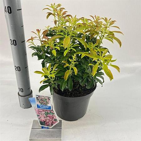 Pieris jap. 'Passion' Pot 3 liter 20-25cm 