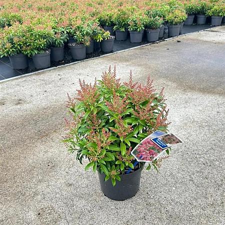 Pieris jap. 'Passion' Pot 3 liter 20-25cm 