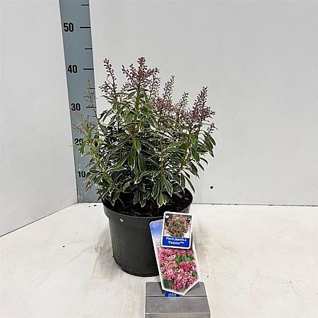 Pieris jap. 'Passion' Pot 3 liter 20-25cm 