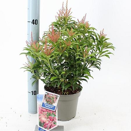 Pieris jap. 'Passion' Pot 3 liter 20-25cm 