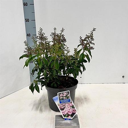 Pieris jap. Pink Passion Pot 3 liter 20-25cm 