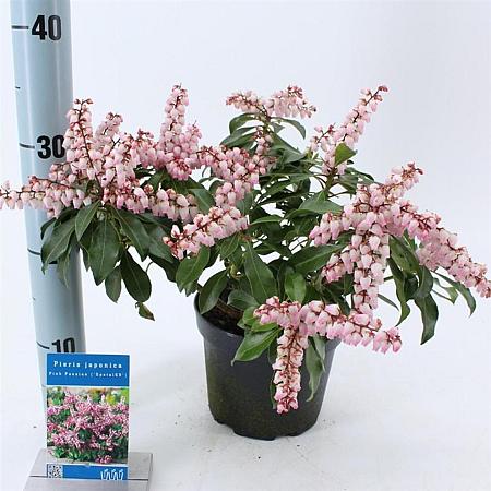 Pieris jap. Pink Passion Pot 3 liter 20-25cm 
