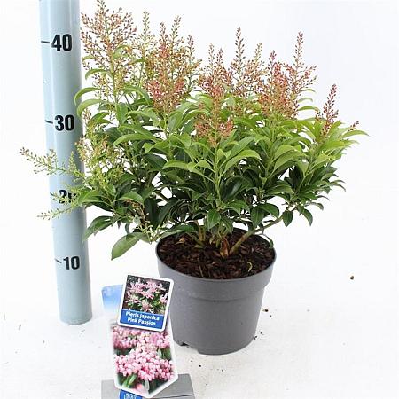 Pieris jap. Pink Passion Pot 3 liter 20-25cm 