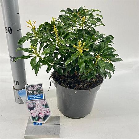 Pieris jap. Pink Passion Pot 3 liter 20-25cm 