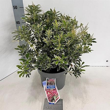 Pieris jap. Polar Passion Pot 5 Liter 30 - 40 cm