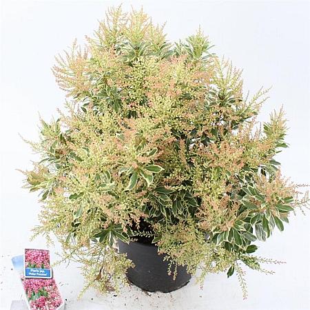 Pieris jap. Polar Passion Pot 5 Liter 30 - 40 cm
