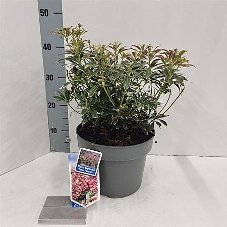 Pieris jap. Polar Passion Pot 5 Liter 30 - 40 cm