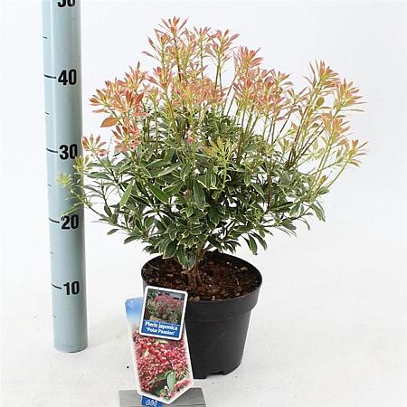 Pieris jap. Polar Passion Pot 3 liter 25-30cm
