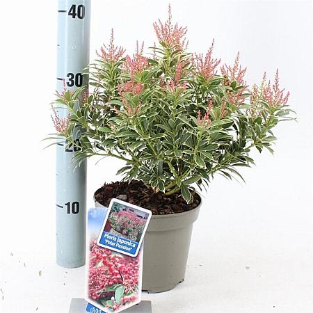 Pieris jap. Polar Passion Pot 3 liter 25-30cm