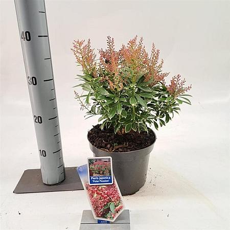 Pieris jap. Polar Passion Pot 3 liter 25-30cm