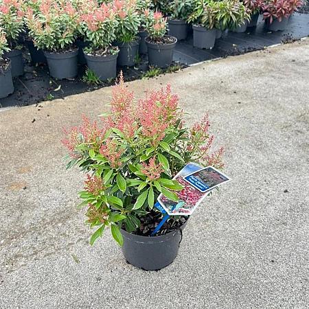 Pieris jap. Polar Passion Pot 3 liter 25-30cm