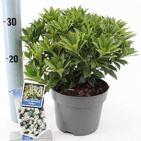 Pieris jap. 'Purity' Pot 3 liter 25-30cm