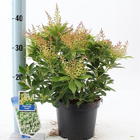 Pieris jap. 'Purity' Pot 3 liter 25-30cm
