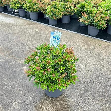 Pieris jap. 'Purity' Pot 3 liter 25-30cm