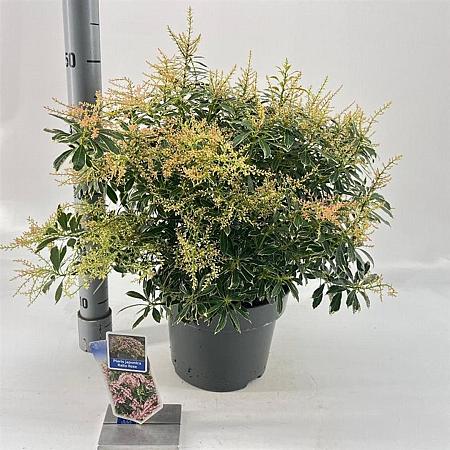 Pieris jap. Ralto Rose Pot 5 Liter 40 - 50 cm