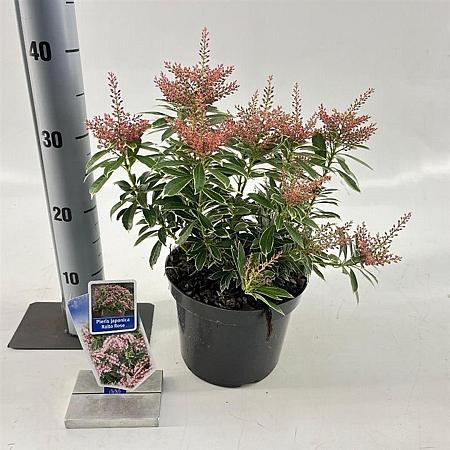 Pieris jap. Ralto Rose Pot 3 Liter 30 - 40 cm