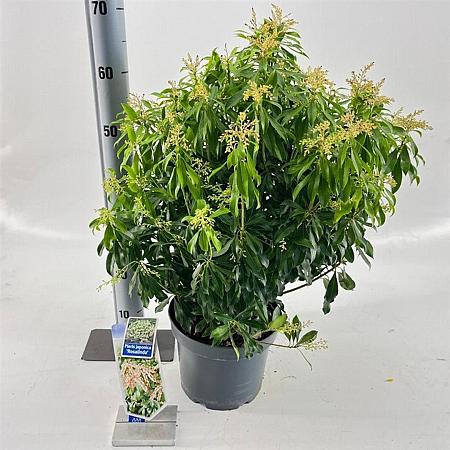 Pieris jap. 'Rosalinda' Pot 5 Liter 30 - 40 cm