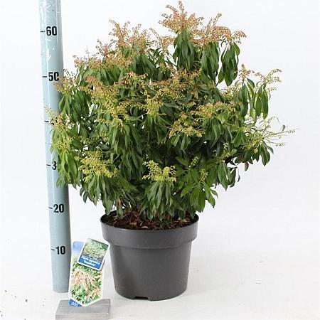 Pieris jap. 'Rosalinda' Pot 5 Liter 30 - 40 cm