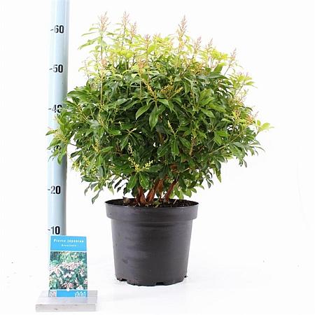 Pieris jap. 'Rosalinda' Pot 5 Liter 30 - 40 cm