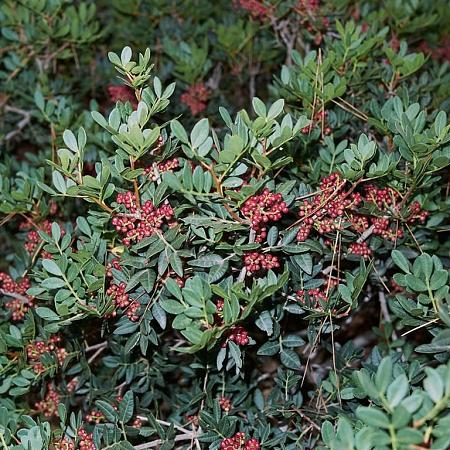 Pistacia lentiscus Pot 20 Liter 100 - 125 cm