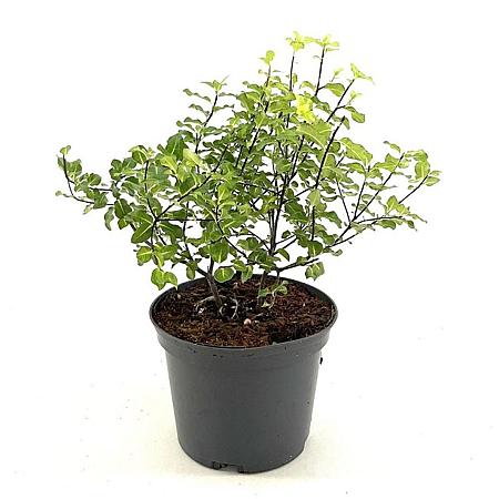 Pittosporum ten. 'Abbotsbury Gold' Pot 2 Liter 20 - 30 cm