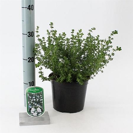 Prostanthera cuneata Pot 2 Liter 20 - 30 cm