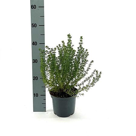 Prostanthera cuneata Pot 2 Liter 20 - 30 cm