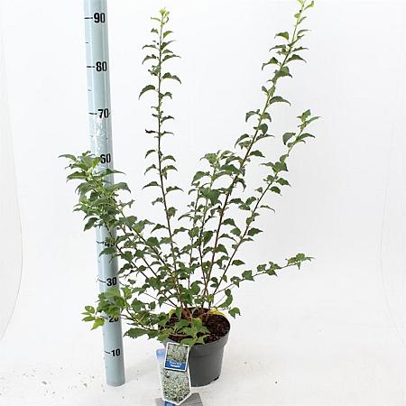 Prunus incisa Pot 3 Liter 30 - 40 cm