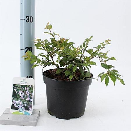 Prunus incisa 'Kojou-no-mai' Pot 2 liter 25-30cm