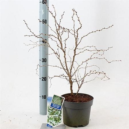 Prunus incisa 'Kojou-no-mai' Pot 2 liter 25-30cm