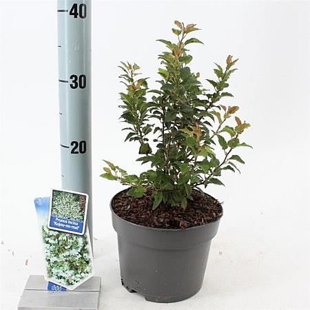 Prunus incisa 'Kojou-no-mai' Pot 2 liter 25-30cm