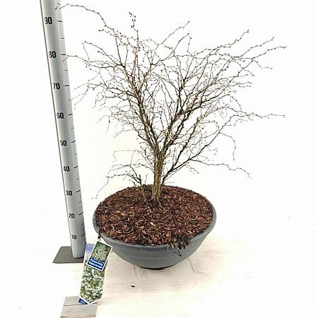 Prunus incisa 'Kojou-no-mai' C35 50 - 60 cm Bolvorm